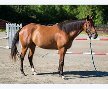 Image result for Horses for Sale in Virginia