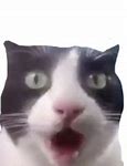Image result for Shocked Cat. Emoji