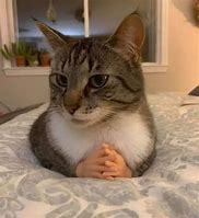 Image result for Blursed Cat Memes