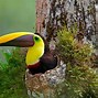 Image result for Baby Toucan Bird