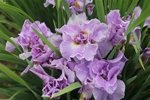 Image result for Iris sibirica Imperial Opal