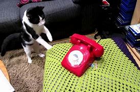 Image result for Cat with Phone Marking