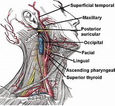 Image result for Left Carotid Artery Anatomy
