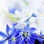 Image result for Wallpaper Blue Flowers White Background