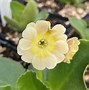 Image result for Primula auricula Pot of Gold