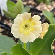 Image result for Primula x pubescens Mrs J.H. Wilson