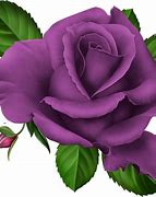 Image result for iPhone 7 Plus White Rose