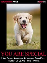 Image result for Funny Dog Posters