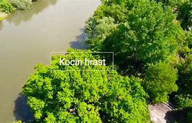 Image result for Kocin Hrast