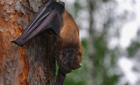 Image result for Biggest Bat Species