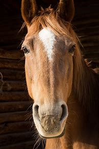 Image result for Horse Face Front View
