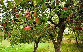 Image result for Pink Lady Apple Kombucha