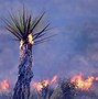 Image result for Mojave Desert Fire