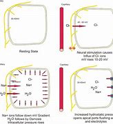 Image result for Where's the Electrolyte in the Cross Section of a Dry Cell Diagram