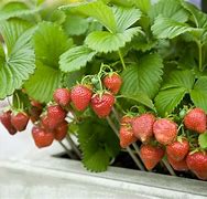 Image result for Strawberry Plant with Fruit