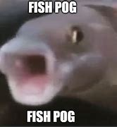 Image result for POG Fish Meme