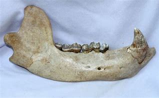 Image result for Bear Jaw Bone