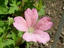 Image result for Geranium endressii Wargrave Pink