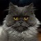 Image result for Grey and White Long Haired Cat
