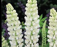 Image result for Lupinus Gallery White