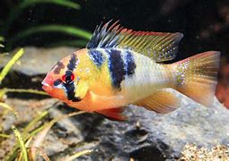 Image result for Cichlid Species List with Pictures