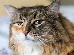 Image result for Third Eye Showing in Cats