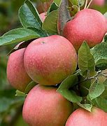Image result for Good Apples Sign Vintage