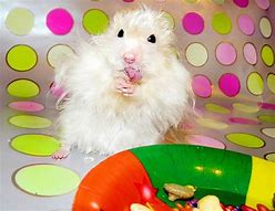 Image result for Cute Fluffy Furry Mouse