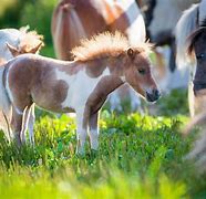 Image result for Miniature Horse Breeds
