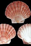 Image result for Scallop Shell