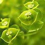 Image result for Pale Green Floral Wallpaper