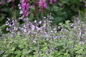 Afbeeldingsresultaten voor Calamintha nepeta Marvelette Blue