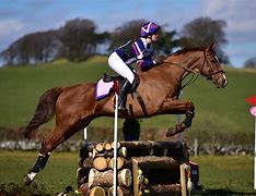 Image result for Equestrian Horse