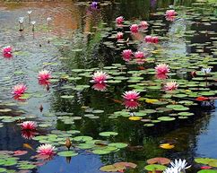 Image result for Water Lily Pond