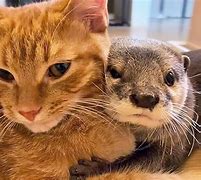 Image result for Otter Sakura