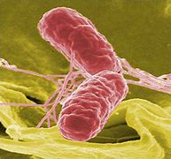 Image result for Yellow Pics of Salmonella