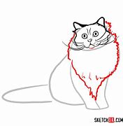 Image result for Birman Cat Drawing
