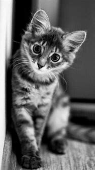 Image result for Cutest Baby Cat in the World