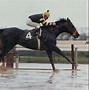 Image result for Seattle Slew Muscles
