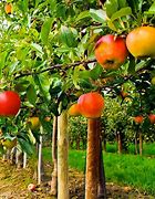 Image result for Fruit Tree Orchard