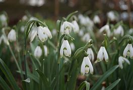 Image result for Galanthus nivalis Iseghem