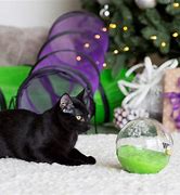 Image result for Xmas Toys for Cats