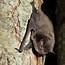 Image result for Red Eye Bat