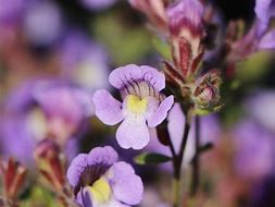 Chaenorhinum origanifolium Blue Dream 的图像结果
