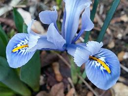 Image result for Iris reticulata Alida