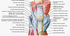 collaterale interno ginocchio 174 fisioriab il ginocchio anatomia e biomeccanica collaterale interno ginocchio 174 fisioriab il ginocchio anatomia e biomeccanica
