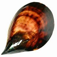 Image result for Pen Shell Polished