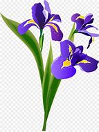Image result for Iris Flower Clip Art
