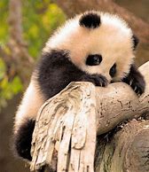 Image result for Bear Panda Cute Baby Animals