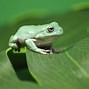 Image result for Pet Tree Frog